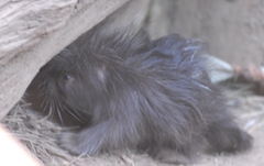 Medium_porcupine baby2 Medium_porcupine baby2